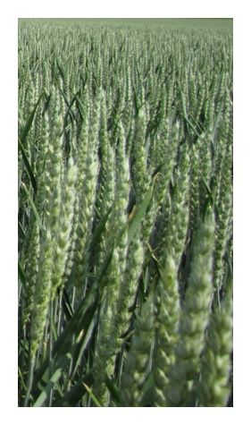 Pszenica zwyczajna ozima Arkadia C1 BB 1000 Kg MHR