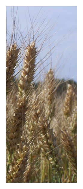 Pszenica zwyczajna ozima Ostroga C1 W 1000Kg Top Farms