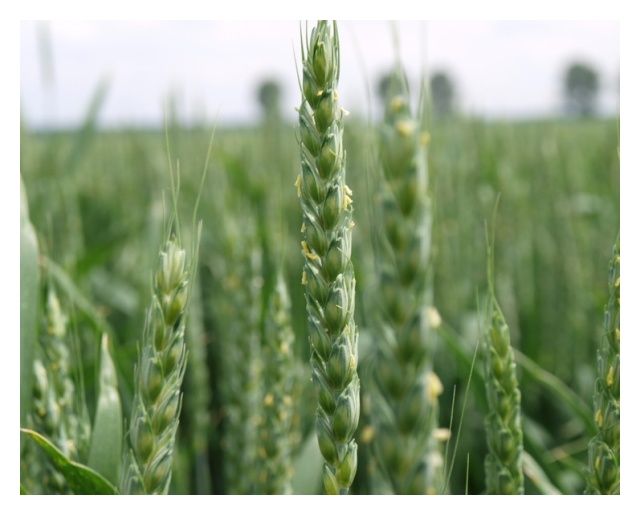 Pszenica zwyczajna ozima Patras C1 BB 1000 Kg