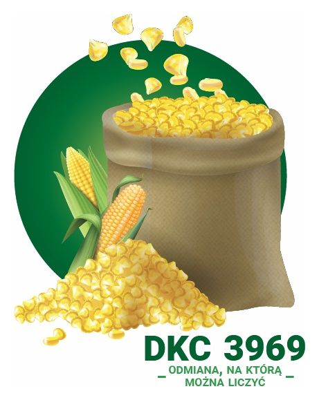 Kukurydza DKC 3969 F1 C1 50 tyś Force Bayer