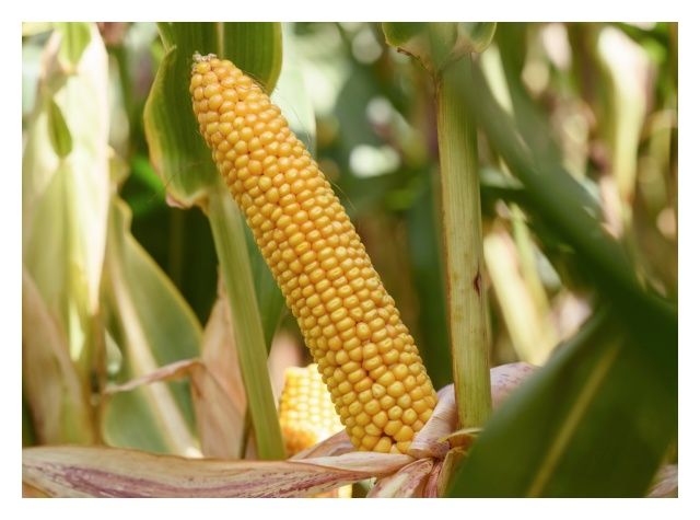 Kukurydza SM Prezent 50 tyś C1 HR Smolice