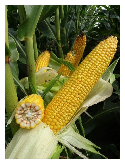 Kukurydza Sucorn F1 50 tyś C1 Saaten Union