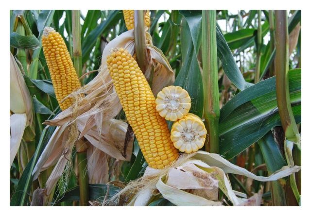 Kukurydza Neutrino F1 50 tyś C1 Saaten-Union