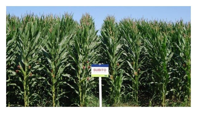 Kukurydza Subito F1 50 tyś C1 Saaten-Union