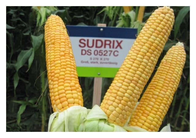 Kukurydza Sudrix DS0527C F1 50 tyś C1 Saaten-Union