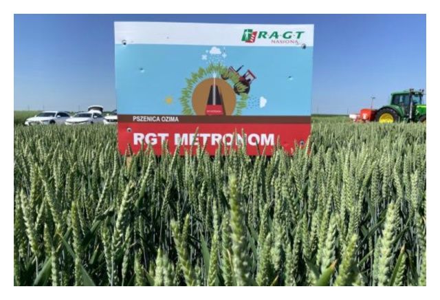 Pszenica zwyczajna ozima RGT Metronom C1 W 1000Kg RAGT