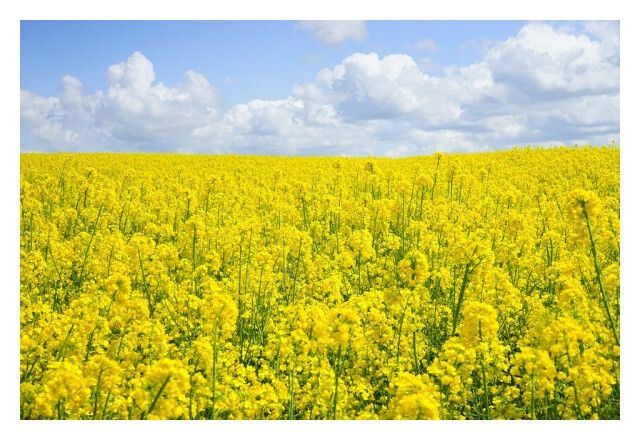 Rzepak ozimy Crome F1 C1 Scenic Gold + Lumiposa Rapool