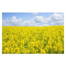 Rzepak ozimy Simona F1 C Scenic Gold + Buteo Start Maisadour