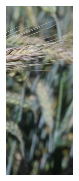 Pszenżyto ozime Belcanto C1 BB 1000Kg