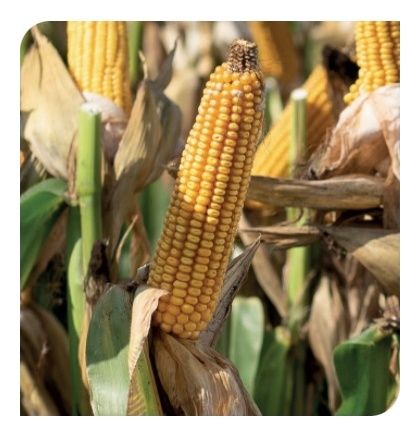 Kukurydza SY Calo F1 50 tyś C1 Kuanavo+Force Syngenta