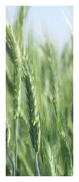 Pszenżyto jare Mamut C1 W 1000Kg Danko