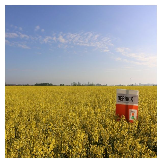 Rzepak ozimy Derrick KWS C1 Scenic Gold + Buteo Start KWS