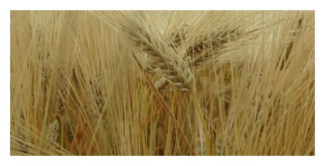 Jęczmień ozimy Jakubus C1 WW 1000 Kg