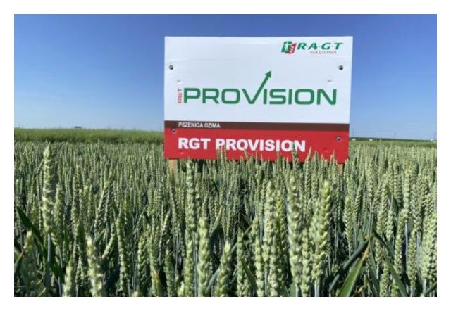Pszenica zwyczajna ozima RGT Provision C1 BB 1000Kg RAGT
