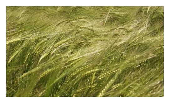 Jęczmień ozimy Padura C1 W