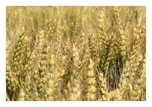 Pszenica zwyczajna ozima Fenomen C1 W 1000Kg Top Farms