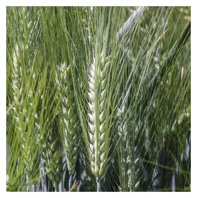 Jęczmień ozimy KWS Kosmos C1 BB 1000 Kg KWS