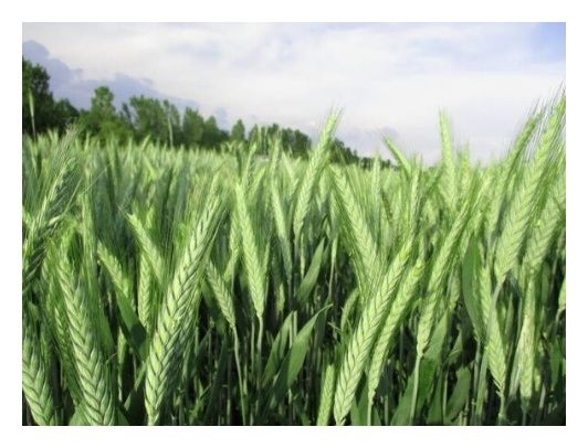 Pszenżyto ozime Tadeus C1 BB 1000 Kg