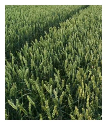 Pszenica zwyczajna jara Tybalt C1 WW 1000 Kg Top Farms
