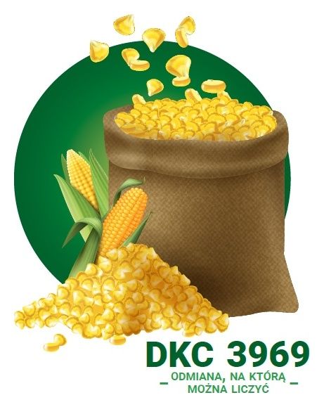 Kukurydza DKC 3969 F1 C1 80 tyś Bayer
