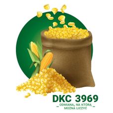 Kukurydza DKC 3969 F1 C1 80 tyś Bayer