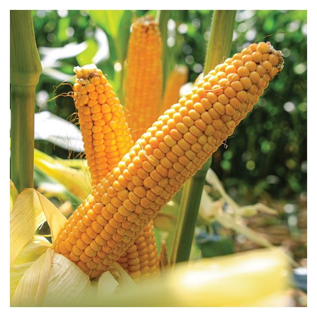 Kukurydza Coronado F1 50tys C1 Optiplus FAO 320 Saatbau