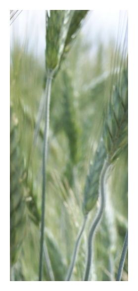 Pszenżyto jare Dublet C1 W 1000Kg Top Farms