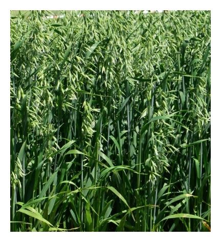 Owies jary Kozak C1 W 1000 Kg