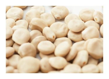 Łubin szerokolistny biały 25 kg Flornas