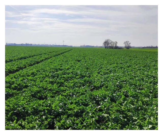 Rzepak ozimy SY Glorietta F1 C1 Scenic Gold + Buteo Start Syngenta