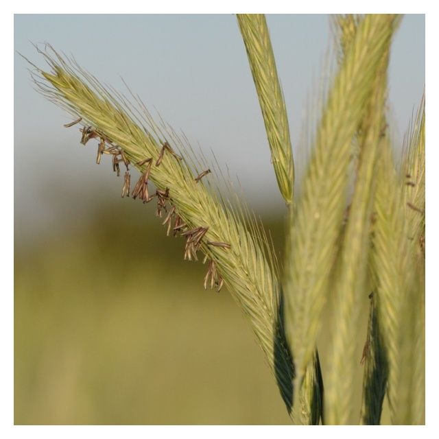 Żyto ozime Igor F1 C1 1 mln KWS