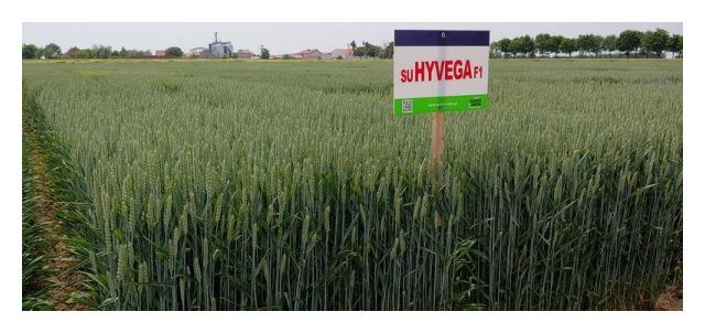 Pszenica ozima SU Hyvega F1 C1 500 tyś nasion Saaten Union