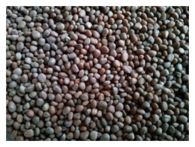 Rzodkiew oleista 25kg Flornas