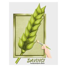 Pszenica zwyczajna ozima Davinci C1 W 1000Kg