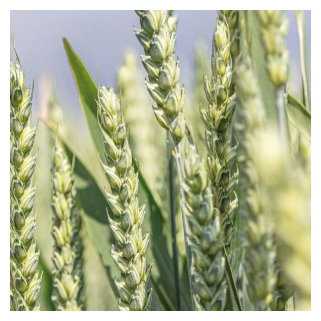 Pszenica zwyczajna ozima KWS Donovan C1 W 1000 Kg KWS