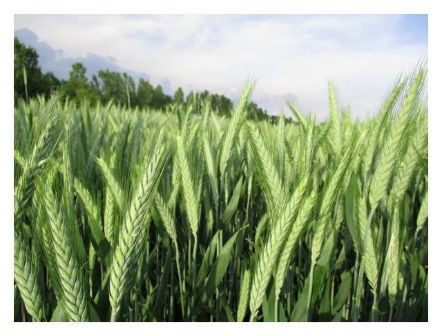 Pszenżyto ozime Tadeus C1 W 1000 Kg