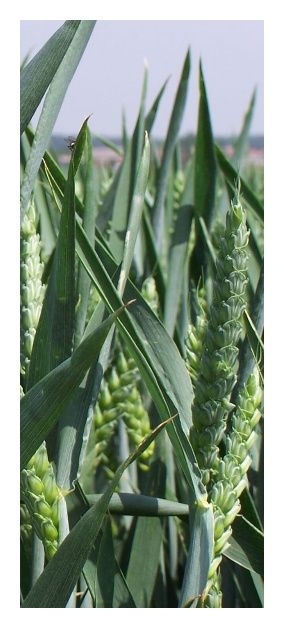 Pszenica zwyczajna ozima Kariatyda C1 W 1000Kg Top Farms