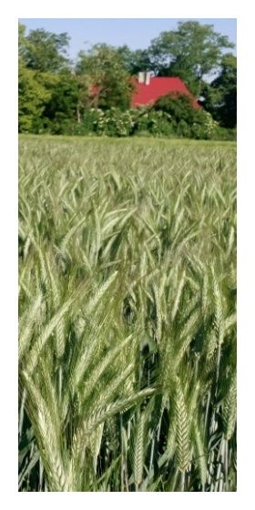 Pszenżyto ozime Mondeo C1 W 1000Kg Danko