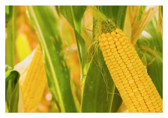 Kukurydza Mas 306.P F1 50 tyś C1 Maisadur