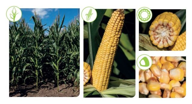 Kukurydza SY Fermin F1 50 tyś C1 Syngenta