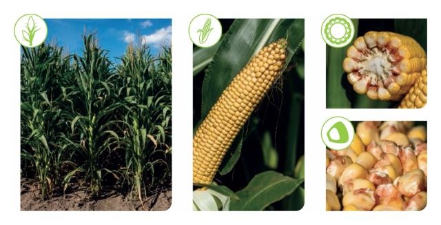 Kukurydza SY Feronia f1 50 tyś C1 Syngenta