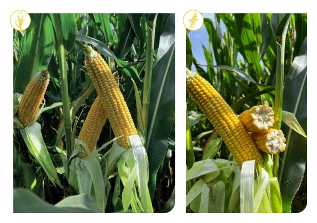 Kukurydza SY Liberty F1 50 tyś C1 Syngenta