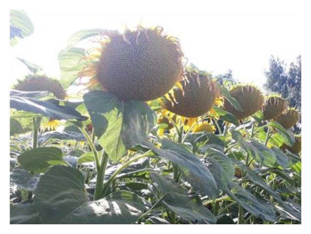 Słonecznik LG 50.479 SX 150 tyś C1 Limagrain