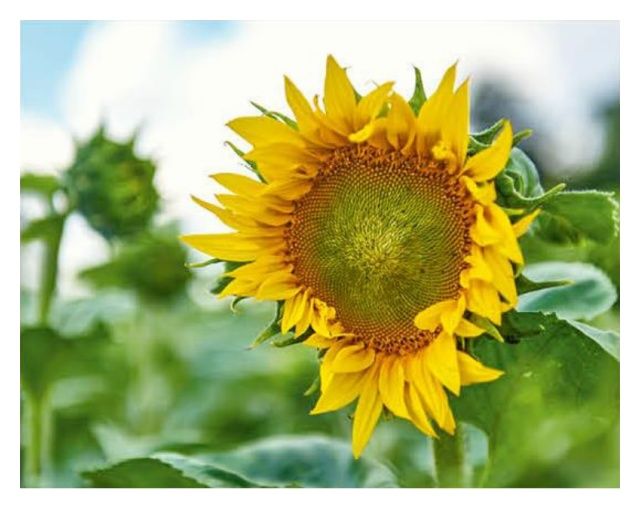 Słonecznik LG 50.455 CLP 150 tyś C1 Limagrain