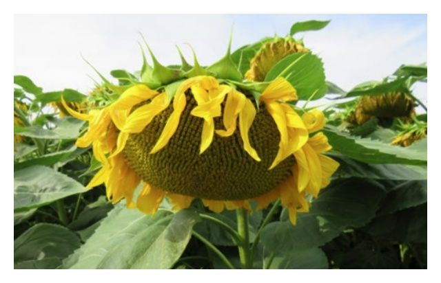 Słonecznik Suomi HTS 150 tyś C1 Syngenta