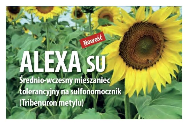 Słonecznik Alexa SU 150 tyś C1 Saaten Union