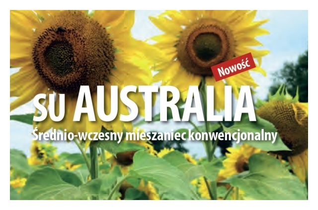 Słonecznik SU Australia 150 tyś C1 Saaten Union