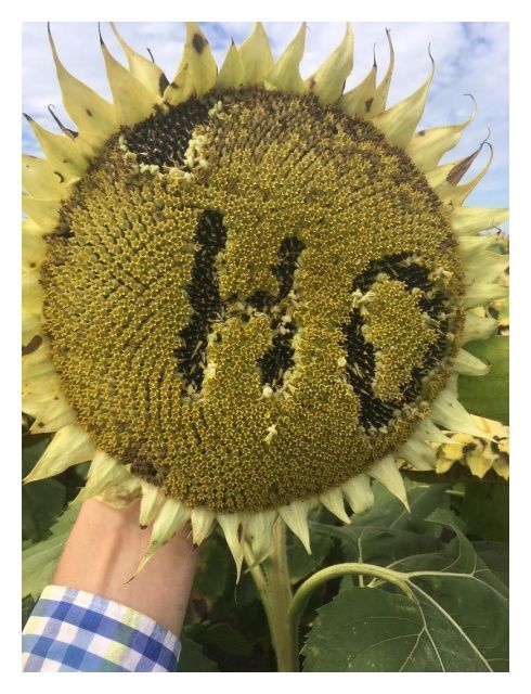 Słonecznik Duet Ho CL 150 tyś C1 Saaten Union