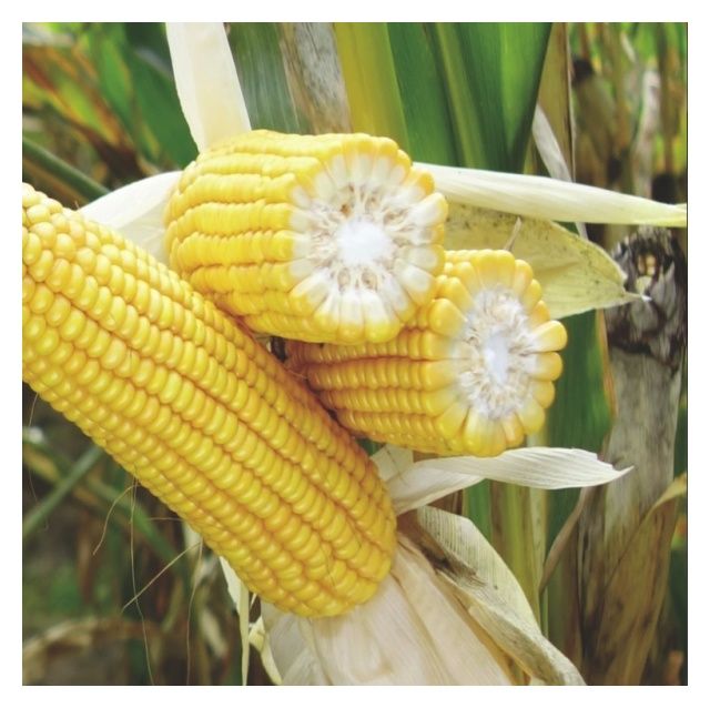 Kukurydza KWS Salamandra F1 50 tyś C1 KWS