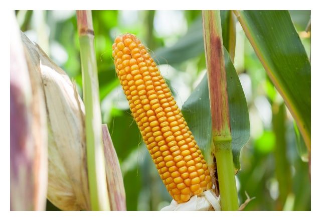 Kukurydza SM Perseus 50 tyś C1 HR Smolice
